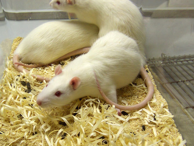 le-premier-rein-concu-en-laboratoire-transplante-avec-succes-dans-un-rat-une