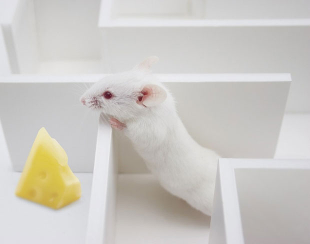 le-premier-rein-concu-en-laboratoire-transplante-avec-succes-dans-un-rat3