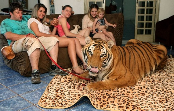 Insolite: Ils vivent avec 7 tigres dans leur maison